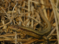 Sandfirfisle (Lacerta agilis)