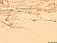 Toad-headed Agama (Phrynocephalus mystaceus)