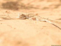 Toad-headed Agama (Phrynocephalus mystaceus)