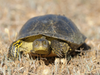 Pond Turtle (Emys orbicularis)