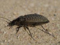 Ufer-Laufkäfer (Carabus clatratus) 