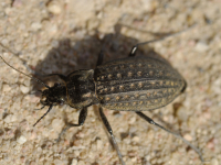 Ufer-Laufkäfer (Carabus clatratus) 