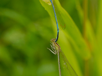 Hufeisen-Azurjungfer (Coenagrion puella)