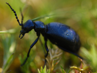 Schwarzblaue Ölkäfer (Meloe proscarabaeus)