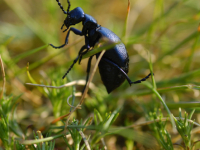 European Oil Beetle (Meloe proscarabaeus)