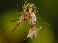 Spiders (Araneae)