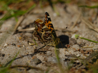 Kartvinge (Araschnia levana)