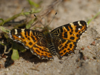 Landkärtchen (Araschnia levana)