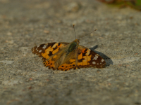 Rusałka osetnik (Vanessa cardui)