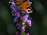 Dagpåfugløye (Aglais io)