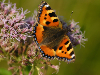 Neslesommerfugl (Aglais urticae)