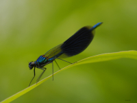 Banded Demoiselle (Calopteryx splendens)