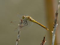 Gemeine Heidelibelle (Sympetrum vulgatum)