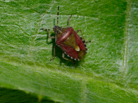 Rødfottege (Pentatoma rufipes)