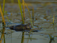 European Fire-bellied Toad (Bombina bombina)