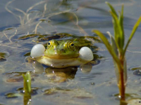 Spiselig frosk (Rana esculenta)