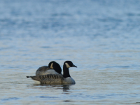 Kanadagås (Branta canadensis)