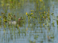 Garganey (Anas querquedula)