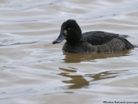 Toppand (Aythya fuligula)