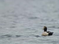 Common Eider (Somateria mollissima)