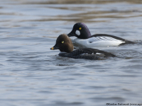 Kvinand (Bucephala clangula)