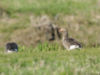 Greylag Goose (Anser anser)