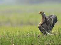 Blässgans (Anser albifrons)