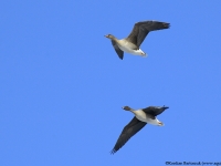 Bean Goose (Anser fabalis)