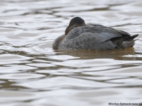 Common Pochard (Aythya ferina)