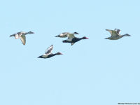 Red-crested Pochard (Netta rufina)