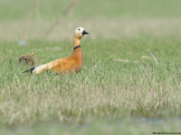 Rostgans (Tadorna ferruginea)