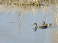 Anseriformes