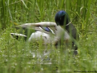 Mallard (Anas platyrhynchos)