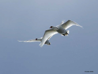 Knoppsvane (Cygnus olor)