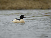 Laksand (Mergus merganser)