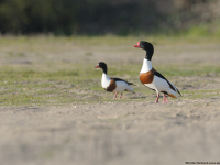 Brandgans (Tadorna tadorna)