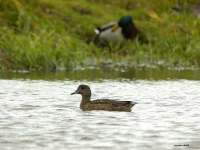 Wigeon (Anas penelope)