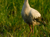 Stork (Ciconia ciconia)