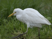 Cattle Egret (Bubulcus ibis)