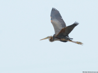 Purpurreiher (Ardea purpurea)