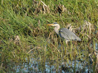 Grey Heron (Ardea cinerea)