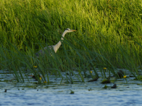 Gråhegre (Ardea cinerea)