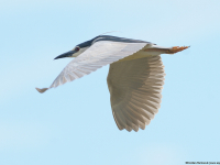 Black-crowned Night Heron (Nycticorax nycticorax)