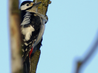 Great Spotted Woodpecker (Dendrocopos major)