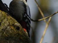 Flaggspetten (Dendrocopos major)