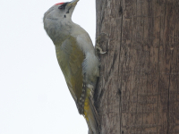 Dzięcioł zielonosiwy (Picus canus)