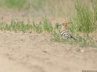 Hoopoe (Upupa epops)