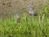 Woodpigeon (Columba palumbus)