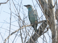 Blåråke (Coracias garrulus)