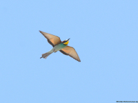 European Bee-eater (Merops apiaster)